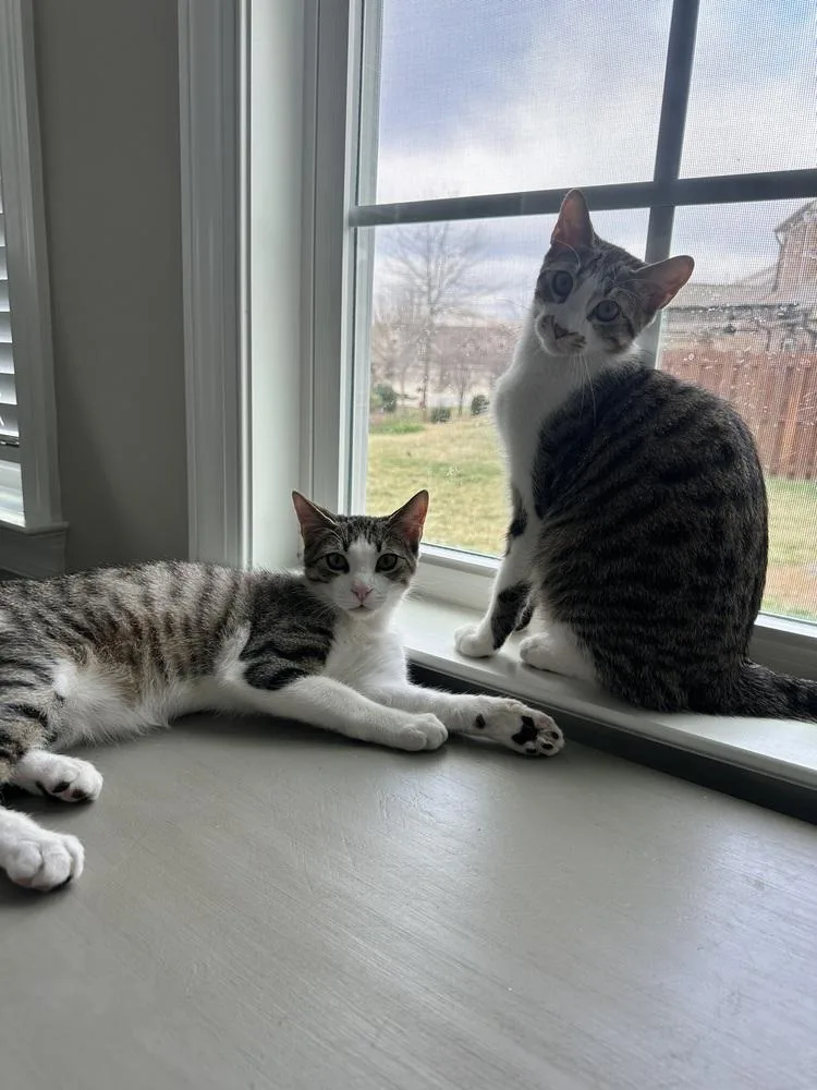 Finleybonded With Henley thumbnail 2