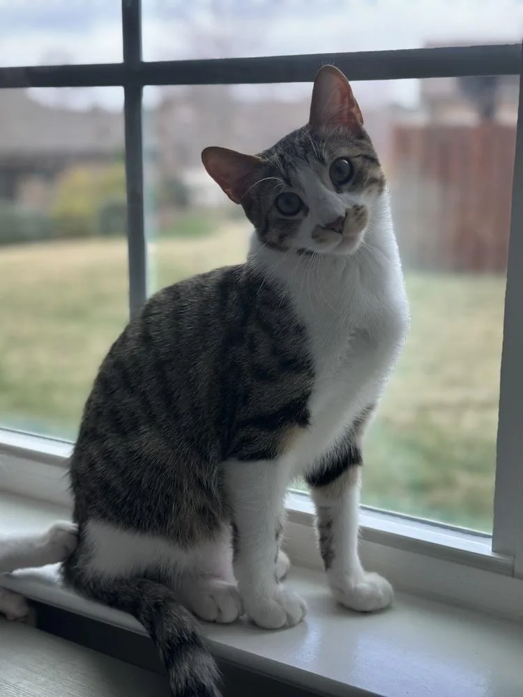 Finleybonded With Henley thumbnail 3