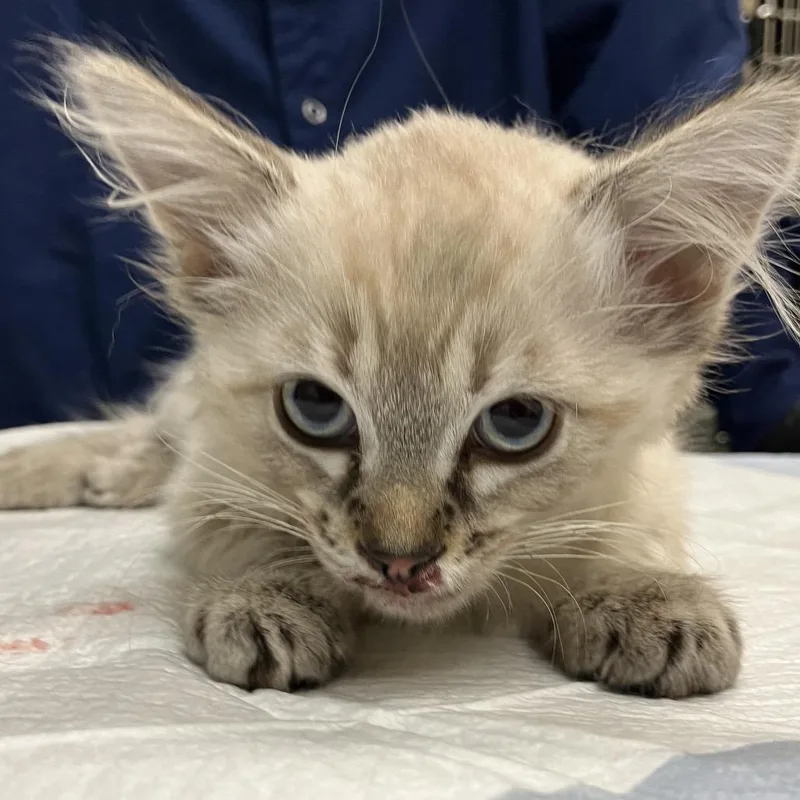 A baby small-sized female Domestic Short Hair cat named Stray for adoption in Keizer, OR