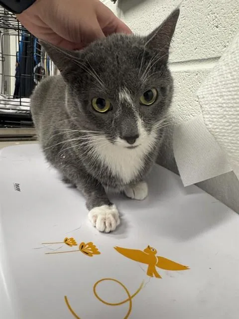 An adult small-sized female Domestic Short Hair cat named Marley for adoption in Saint Peters, MO