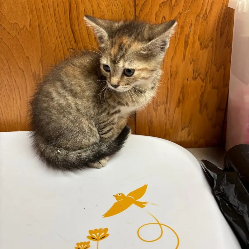 A baby small-sized female Brown / Chocolate American Shorthair cat named Wii for adoption in Greenfield, IN
