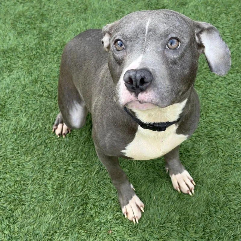 A young medium-sized female Pit Bull Terrier dog named Miny for adoption in Matteson, IL