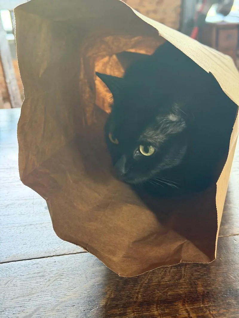 A young medium-sized female Black Domestic Short Hair cat named Jingles for adoption in Lambertville, NJ