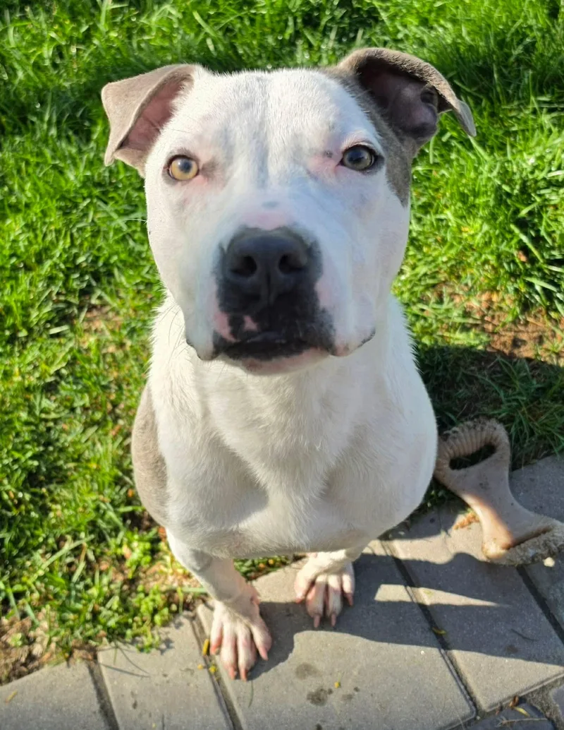 Robinson thumbnail 3