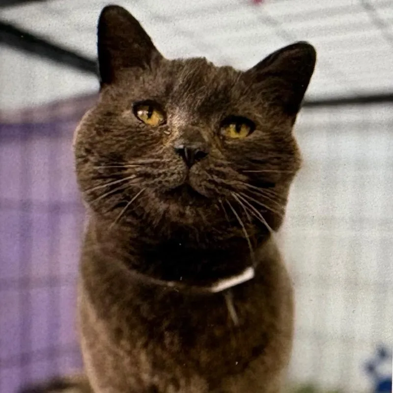 An adult large-sized female Gray / Blue / Silver Domestic Short Hair cat named Riley for adoption in Bristol, IN