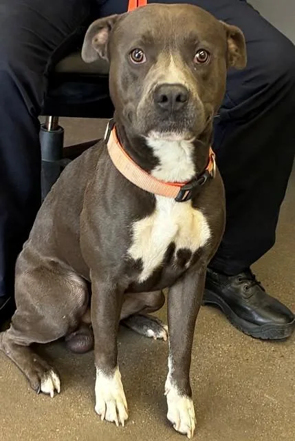 An adult large-sized male Pit Bull Terrier dog named Aire for adoption in Mesa, AZ