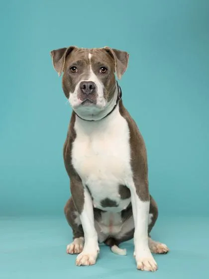An adult medium-sized female Pit Bull Terrier dog named Graceleon for adoption in Atlanta, GA