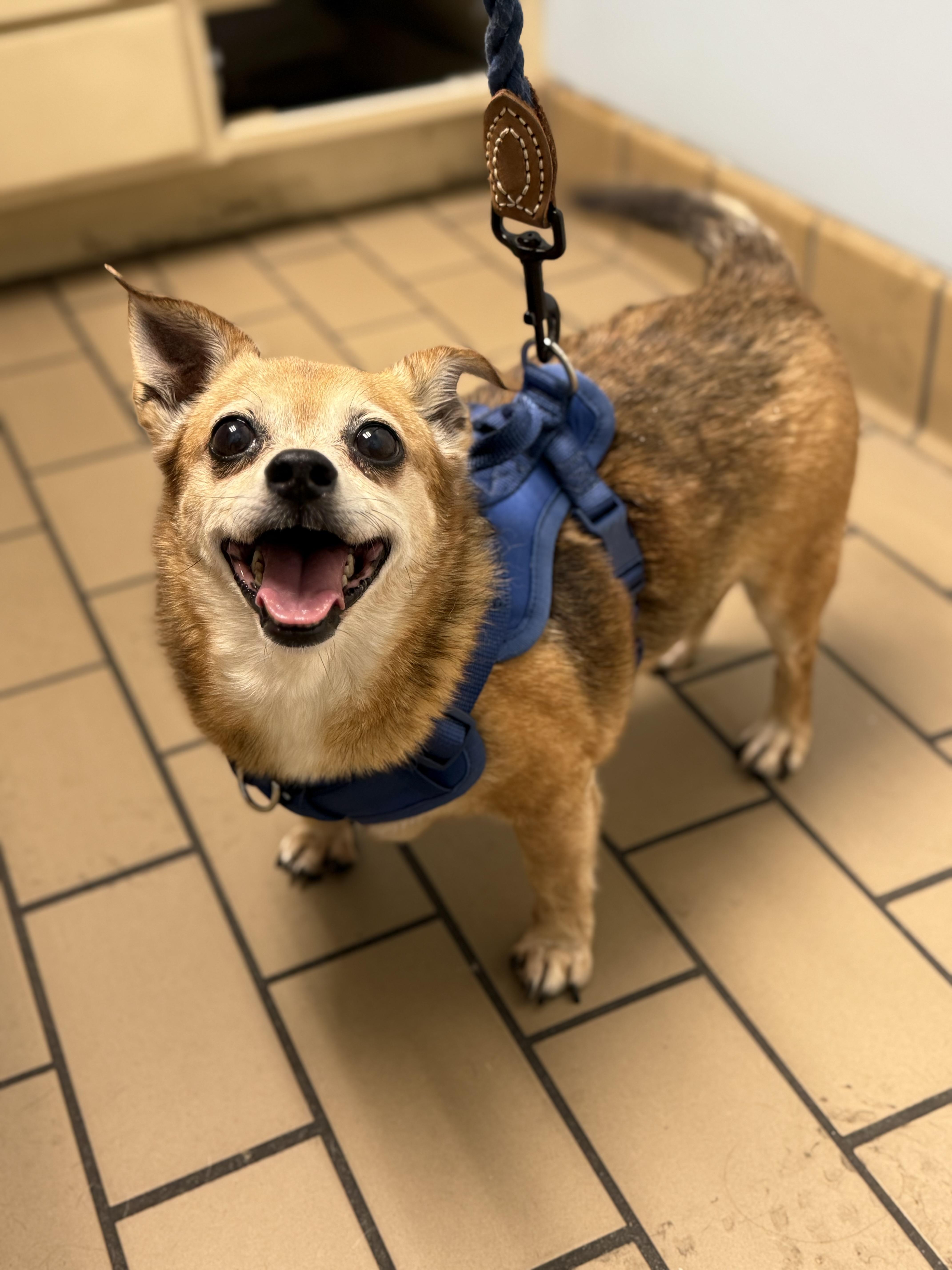 A senior small-sized male Yellow / Tan / Blond / Fawn Chihuahua dog named Bambam for adoption in Plant City, FL