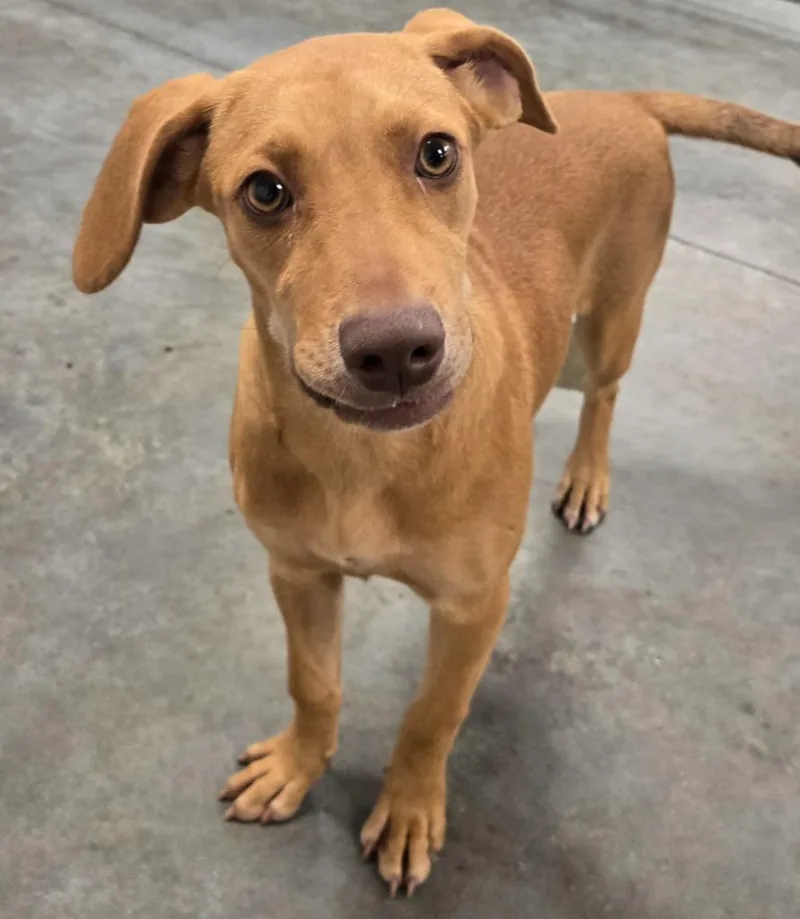 A baby small-sized female Vizsla dog named Lacey for adoption in Sandusky, OH
