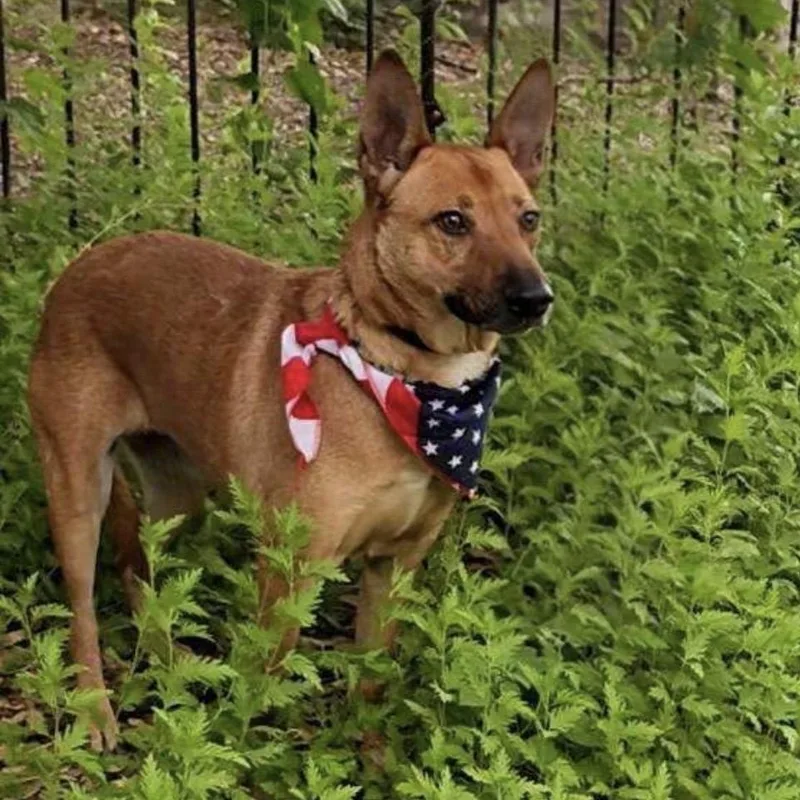An adult medium-sized female Yellow / Tan / Blond / Fawn Shepherd dog named Rizzo for adoption in Pelham, NH