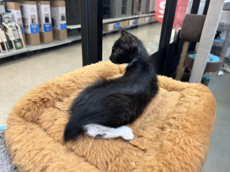 A baby medium-sized female Manx cat named Briar for adoption in Palmetto, FL