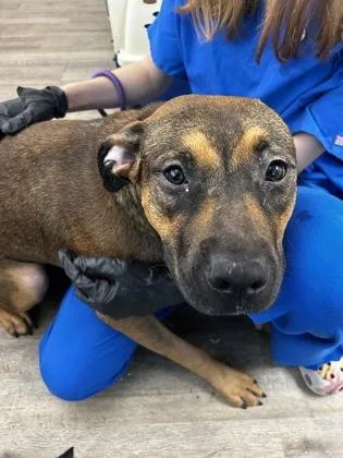 A young medium-sized female Mixed Breed dog named Zelda for adoption in Palm Coast, FL