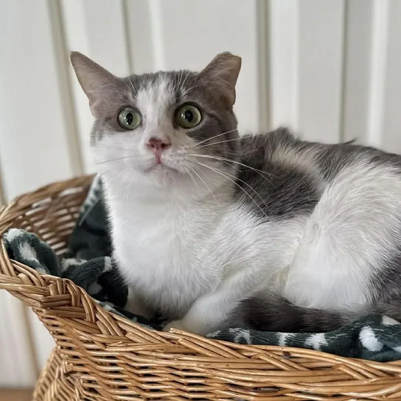 Pineapple thumbnail 2