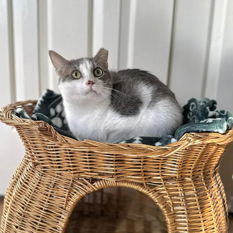 Pineapple thumbnail 3