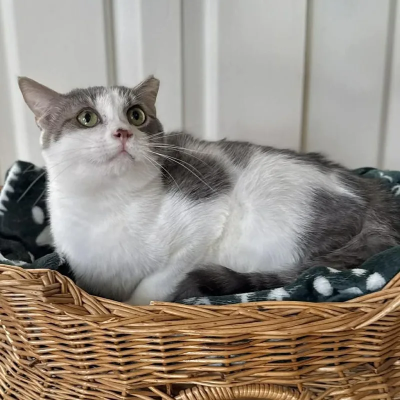 Pineapple thumbnail 4