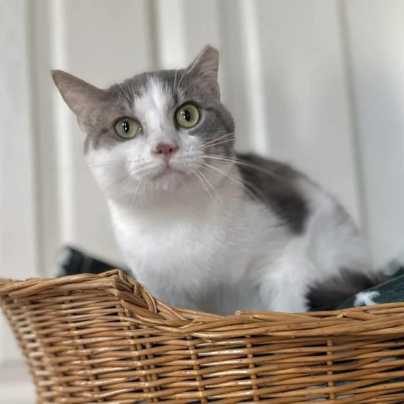 Pineapple thumbnail 5