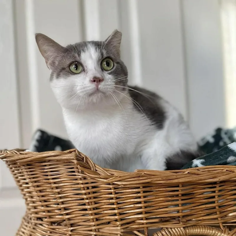 Pineapple thumbnail 6