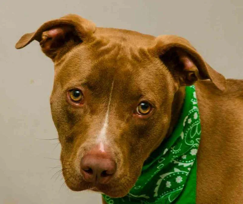 A young medium-sized male Brown / Chocolate Terrier dog named Reed for adoption in Sanford, FL