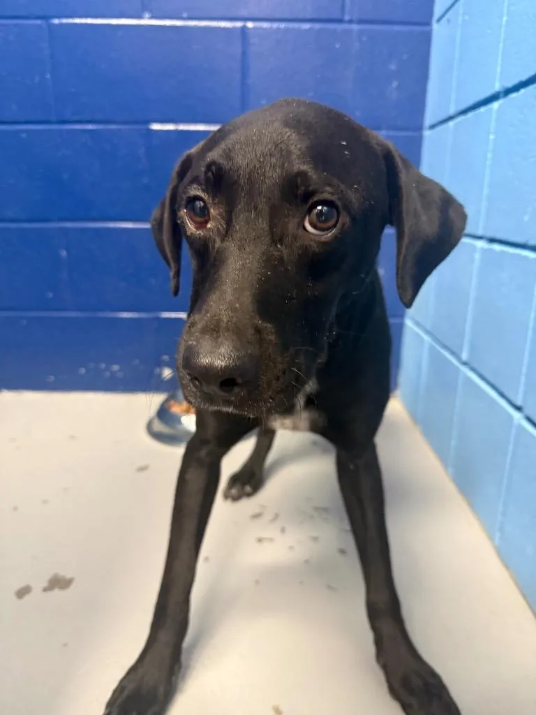 A young medium-sized male Labrador Retriever dog named PacMan for adoption in Hartsville, SC