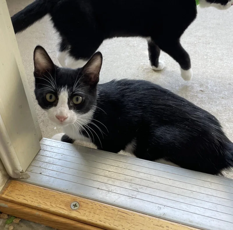 Oreo