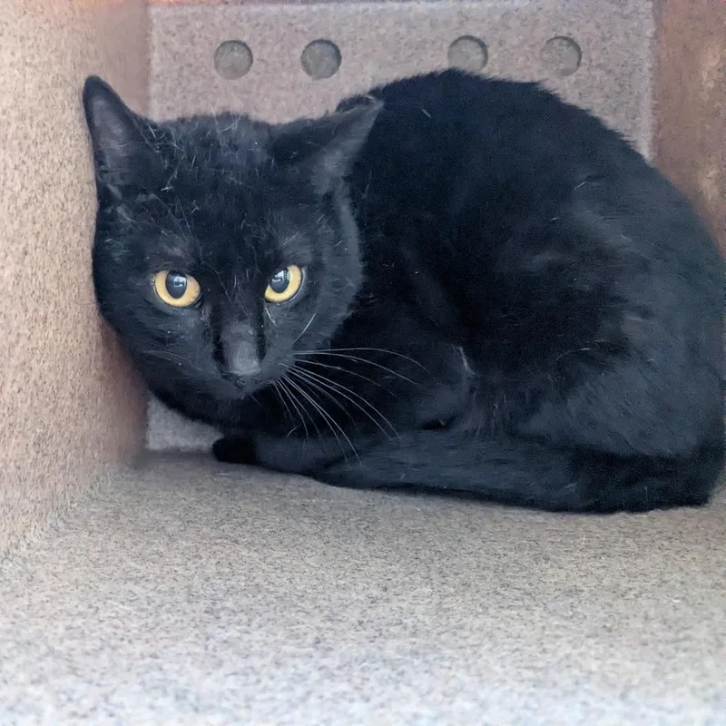 An adult medium-sized male Black Domestic Short Hair cat named Ketchup for adoption in Birmingham, AL