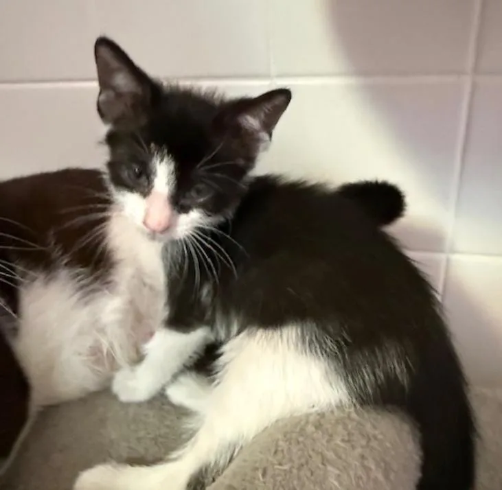 A baby medium-sized male Black & White / Tuxedo Domestic Short Hair cat named Gary for adoption in Herndon, VA