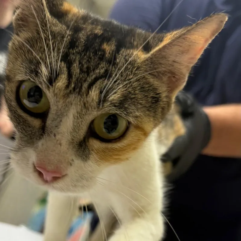 A young medium-sized female Domestic Short Hair cat named Whiskers for adoption in Lufkin, TX