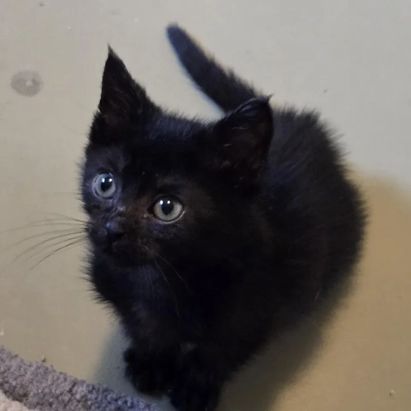 A baby small-sized female Black Domestic Short Hair cat named Cupcake for adoption in Mineral Point, WI