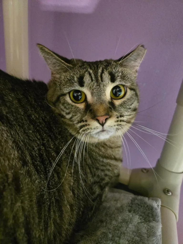 An adult medium-sized female Domestic Short Hair cat named Minnie for adoption in Cambridge, MD