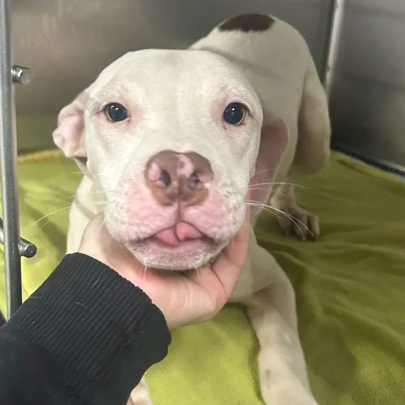 A young medium-sized female Apricot / Beige Mixed Breed dog named Calypso for adoption in Allegan, MI