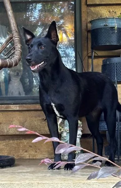 A young medium-sized female Black Shepherd dog named Juniper for adoption in Joppa, AL