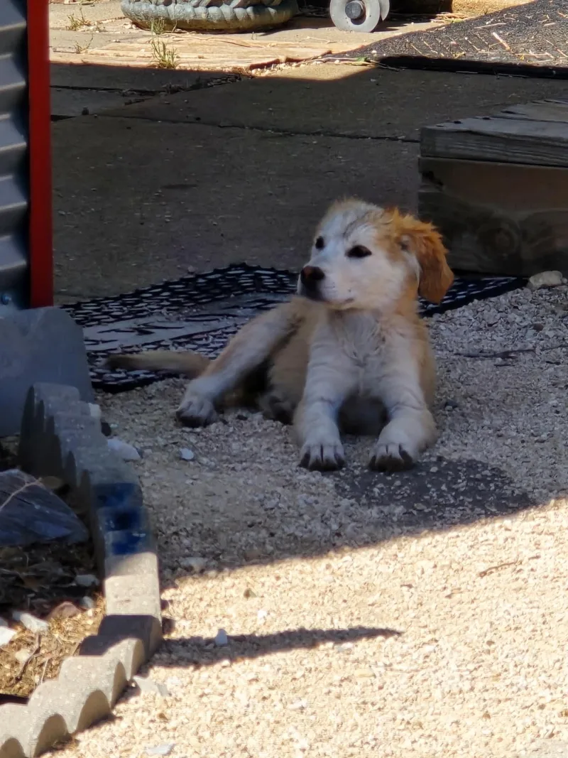 A young large-sized female Labrador Retriever dog named Tessie for adoption in Grafton, WI