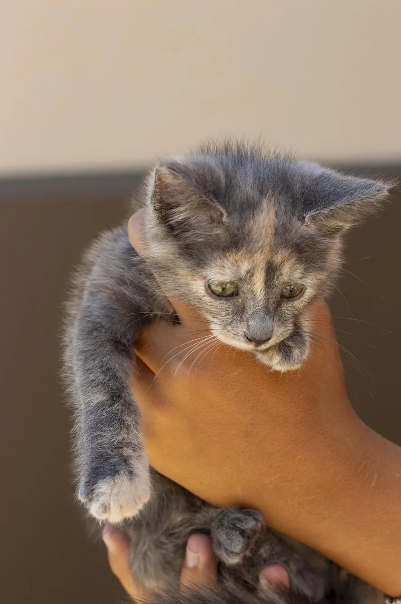 A baby small-sized female Domestic Short Hair cat named Nova for adoption in Elk Grove, CA