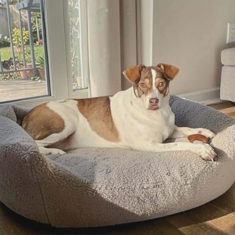 An adult medium-sized female Brown / Chocolate Terrier dog named Miley for adoption in Houston, TX