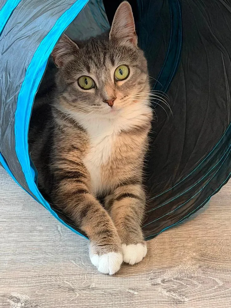 A young small-sized female Gray & White Domestic Short Hair cat named Tillie McDonalds for adoption in Mount Laurel, NJ