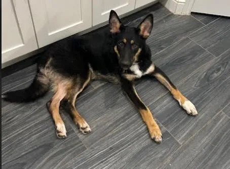 A baby medium-sized male Black German Shepherd Dog dog named Axel for adoption in Round Rock, TX