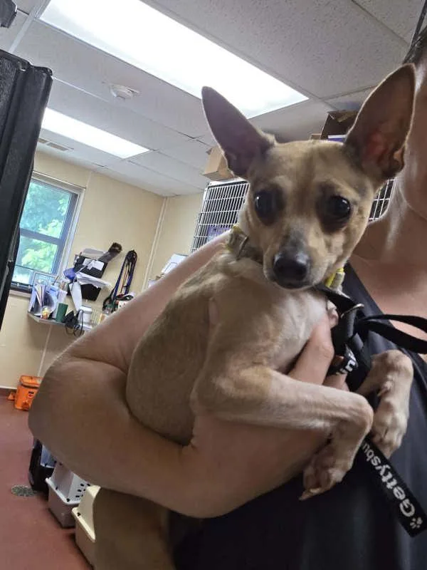 An adult small-sized male Chihuahua dog named Rex for adoption in Salisbury, MD