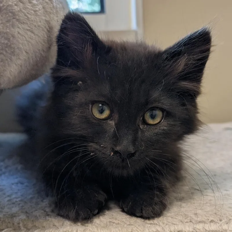 A baby small-sized male Black Domestic Long Hair cat named Sirius Black for adoption in Sonoma, CA
