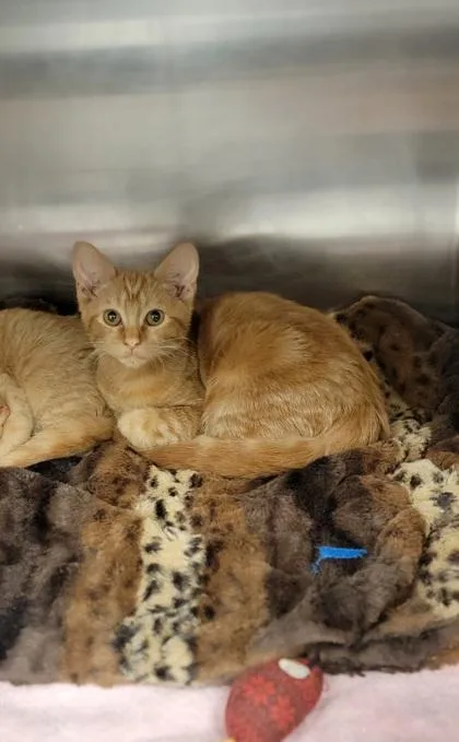 A baby small-sized male Domestic Short Hair cat named Rabbit for adoption in Fergus Falls, MN
