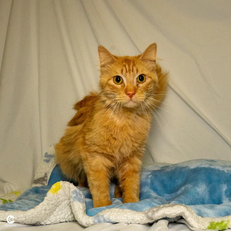 An adult medium-sized male Orange & White Domestic Long Hair cat named Blake for adoption in Denver, CO