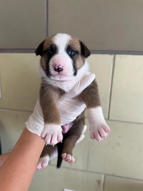 A baby small-sized male Pit Bull Terrier dog named Hopper for adoption in Riverside, CA