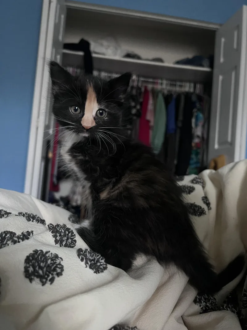 A baby medium-sized female Domestic Long Hair cat named Judith for adoption in Mullica Hill, NJ