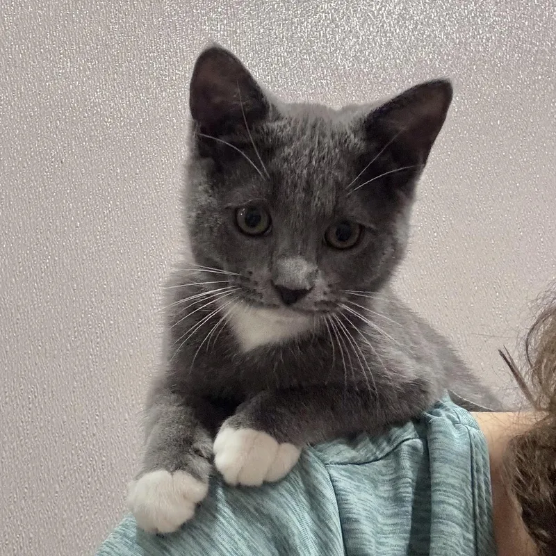 A baby medium-sized female Gray & White Domestic Short Hair cat named Coconut for adoption in Salisbury, NC