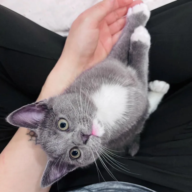 Coconut thumbnail 5