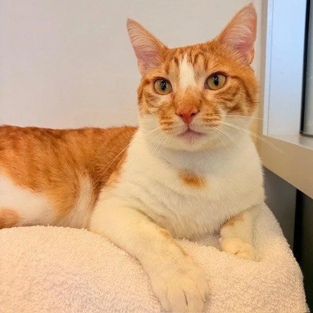 An adult medium-sized male Orange & White Domestic Short Hair cat named Rufus for adoption in Burlingame, CA