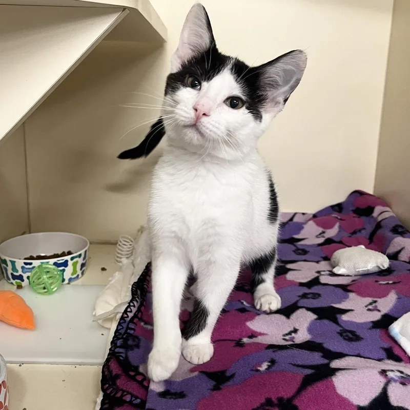 A baby small-sized female White Domestic Short Hair cat named Sunflower for adoption in Hinsdale, IL