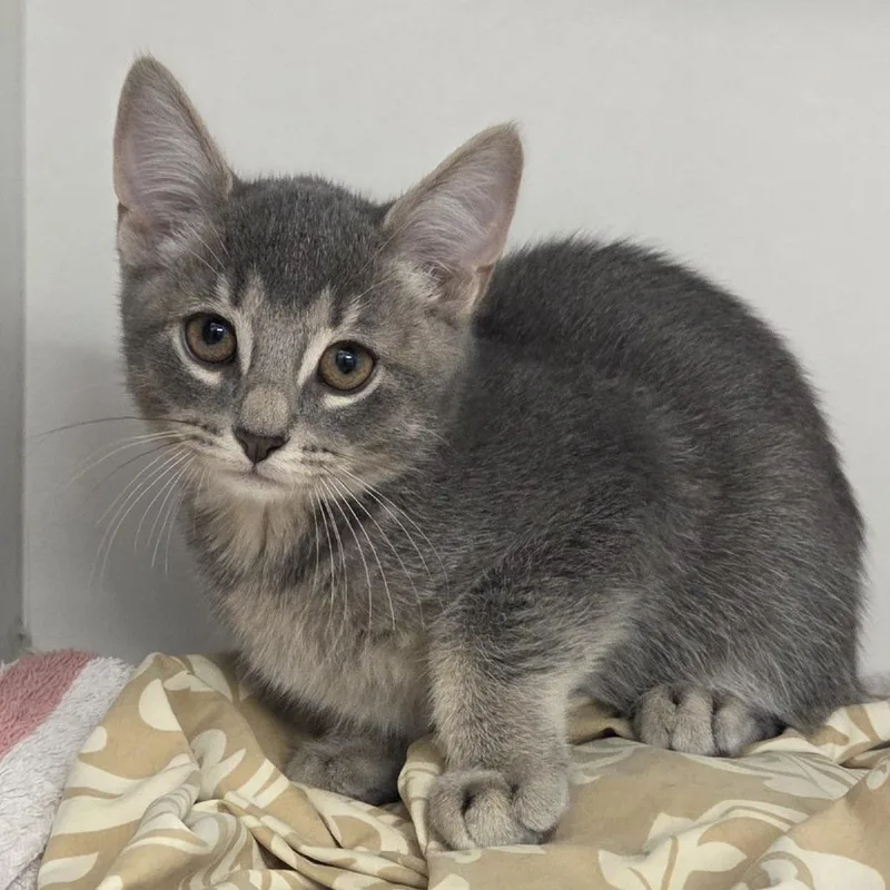 A baby small-sized male Domestic Short Hair cat named Maple for adoption in Voorhees, NJ