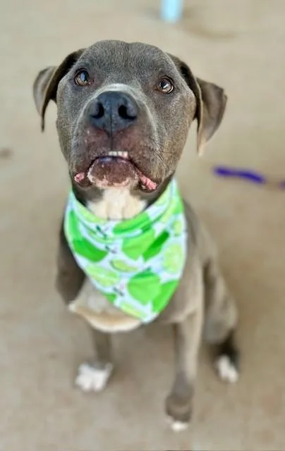 An adult medium-sized male Pit Bull Terrier dog named Prince for adoption in Charlotte, NC