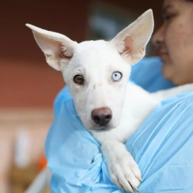 A baby small-sized male Husky dog named Kenny for adoption in San Antonio, TX
