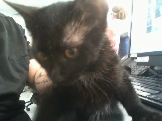 A baby small-sized female Domestic Short Hair cat named Scribble for adoption in Charlotte, NC